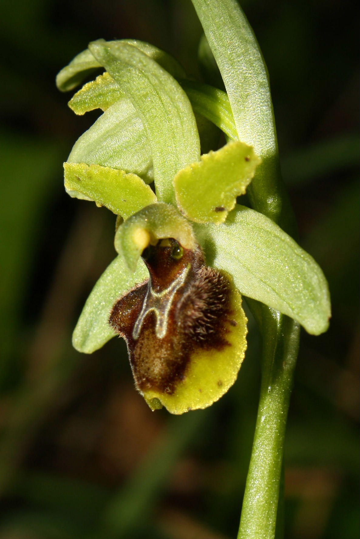 Ophrys sphegodes da determinare-1